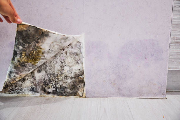 Best Mold Damage Repair  in Covgton, IN